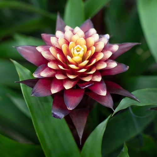 Guzmania francesa bromeliad - guzmania,
