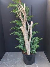 Tanuki Juniper Diy Project Bonsai Tree Large 