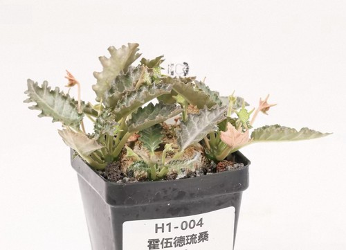 Pot 5cm raresucculent plant - ,