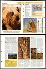 Termite #26 Insects Wildlife Fact File Fold-Out Card