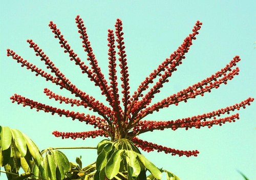 Schefflera actinophylla rare