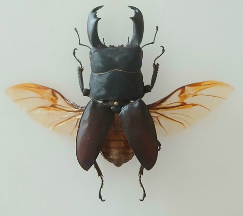 Dorcus titanus beetle set - dorcus,