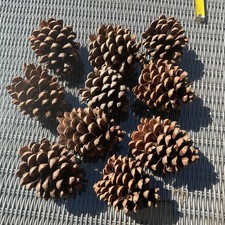 Giant Large Real Fir Cones