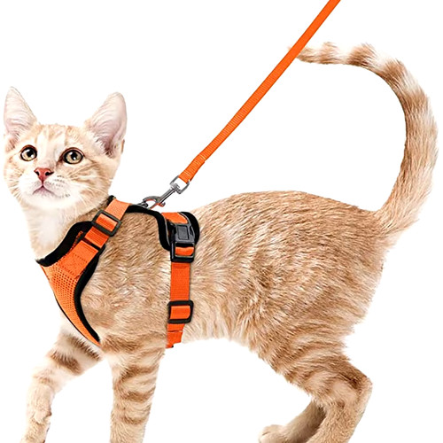 Cat harness and - cat,