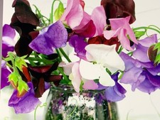 20 Sweet Pea Plants Seedlings