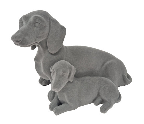 Dachshund puppy grey dogs - puppy,