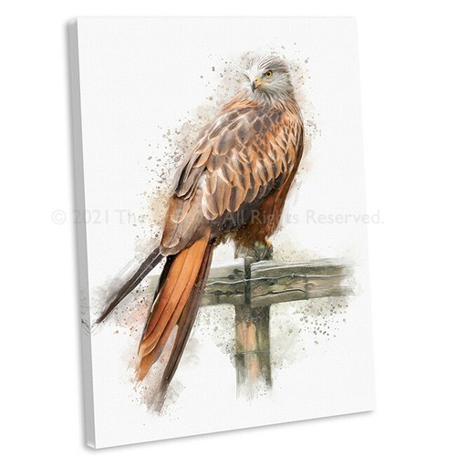 Red kite picture - red,