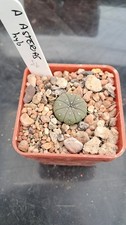 Astrophytum asterias hybrid -