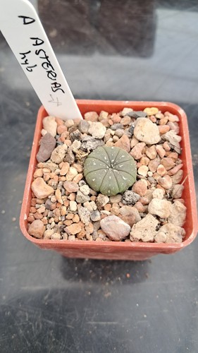 Astrophytum asterias hybrid - ,