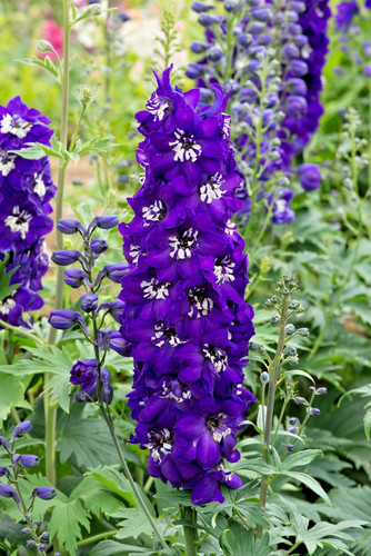 Cm delphinium magic - 3,