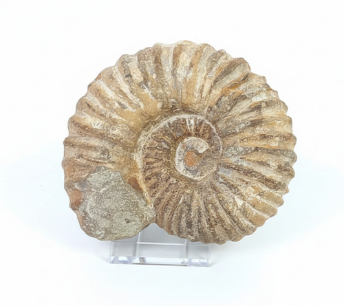 Large natural ammonite fossil - natural,