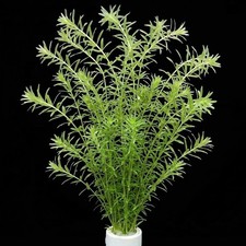 Elodea densa x10 - densa, /