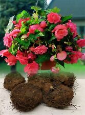 PINK PENDULA BEGONIA TRAILING