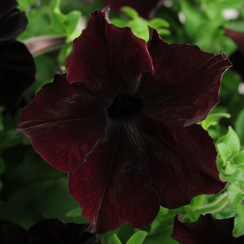 Pick mix petunia premium - pick, &