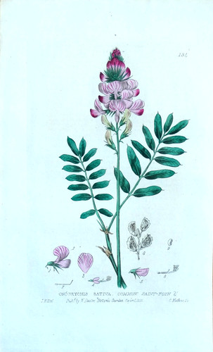 Antique botanical print - botanical,