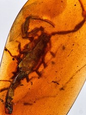 HUGE SCORPION (26mm long body)
