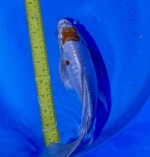 10-inch, Butterfly Doitsu