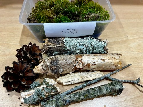 Live terrarium starter kit - starter,