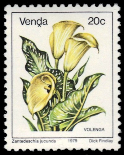 Venda native flowers - native,