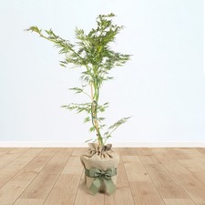 Acer palmatum 'Dissectum' 3L
