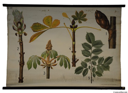 Old rollable botanical - old, wall