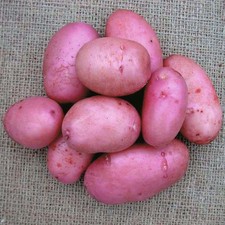 SARPO MIRA Seed Potatoes -