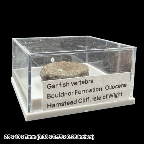 Gar fish vertebra fossil - fish,
