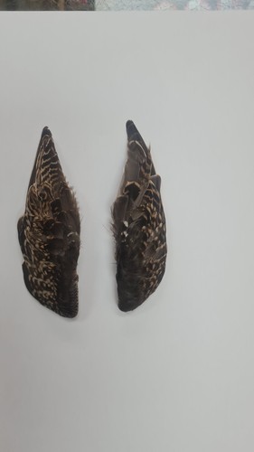 Pair grade snipe wings - of, b
