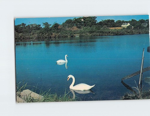Postcard swans the old - swans,