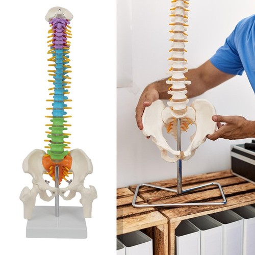 Human spine model flexible - human,