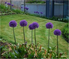 POTTED 1 LITRE ALLIUM