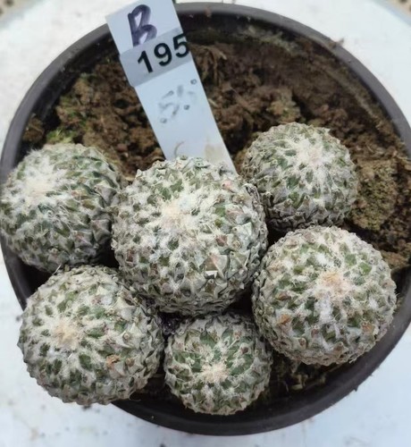 Pelecyphora strobiliformis