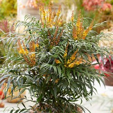 Mahonia Volcano Evergreen Shrub Outdoor Plants All Year Round Garden Shrubs