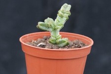 Crassula pyramidalis