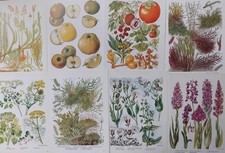 Set Of 10 Botanical Flower Floral Wall Art Prints Bookplate Bundle Job Lot Bulk 