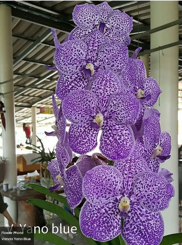 Rare vanda yano blue - blue, orchid