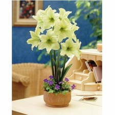 T&M Amaryllis Lemon Star Bulbs