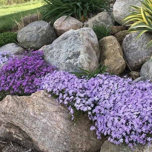 Phlox blue beauty - 3,