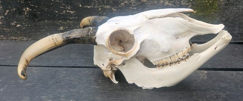 Sheep skull taxidermy art - sheep,