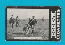 DOGS - HARE COURSING - OGDENS