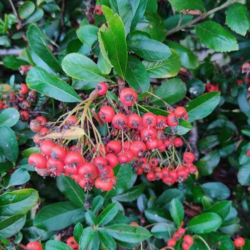 Pyracantha coccinea red - coccinea,
