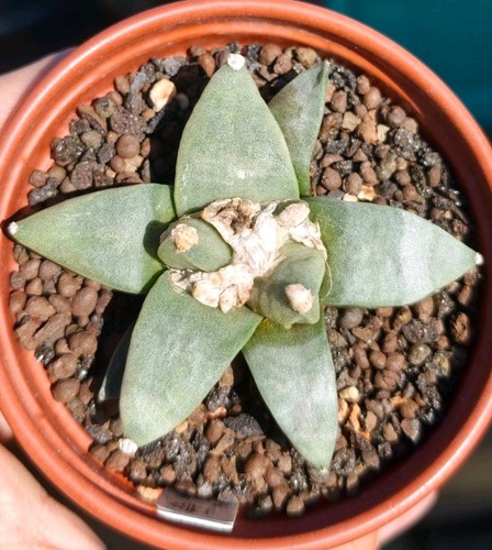 Ariocarpus retusus furfuraceus - ariocarpus,
