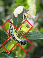 ORGANIC BOX BUXUS CATERPILLAR MOTH CONTROL BOXWOOD TREATMENT (XenTari) – 2 CLASS