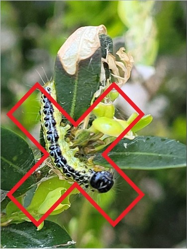 Organic box buxus caterpillar - box,
