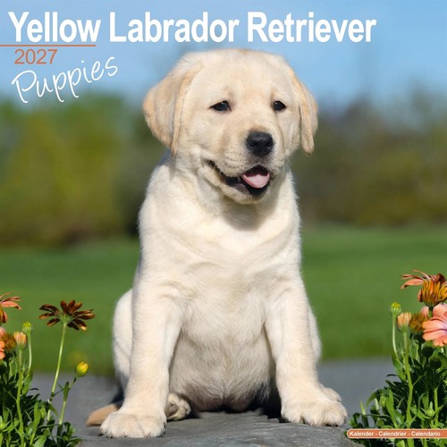 Yellow labrador retriever - labrador,