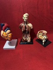 ￼ Anatomical Models