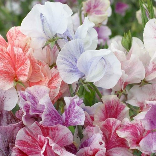 Flower sweet pea - sweet,