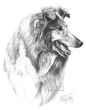 Rough Collie Large Superb