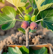 Little Miss Figgy, Fig Tree in