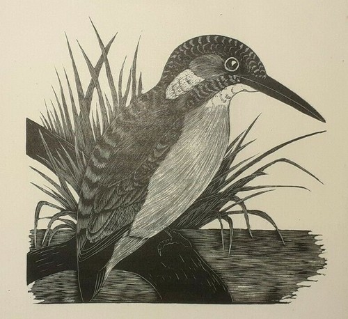 Kingfisher 1920s print - :, an